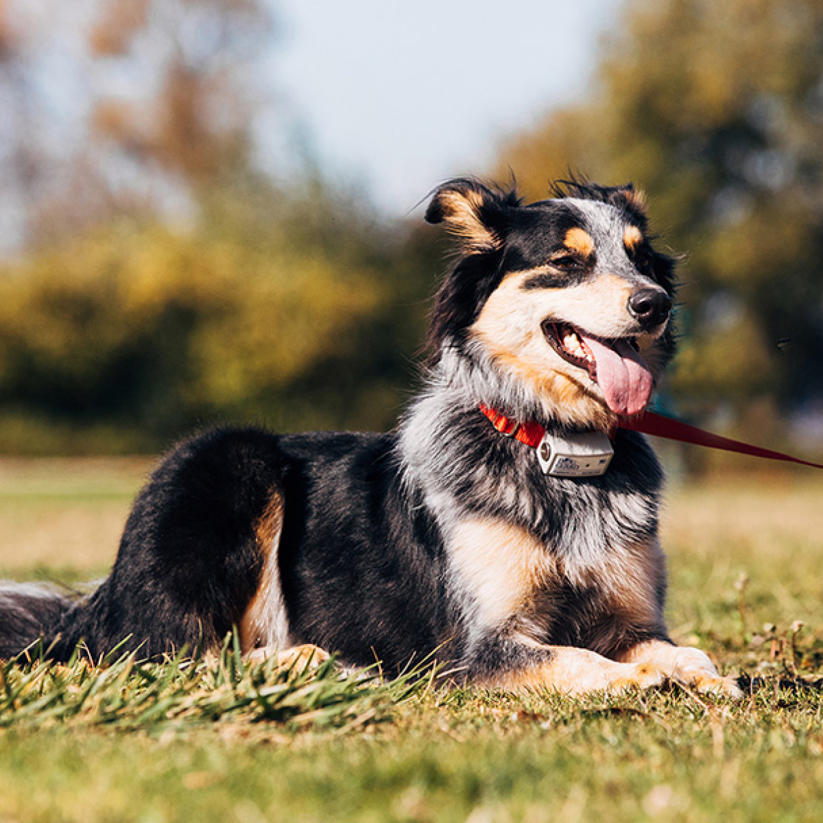 Hidden dog fence traverse city deals