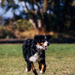 See Our Tail Wagging Customers Hidden Dog Fence Hidden Dog Fence
